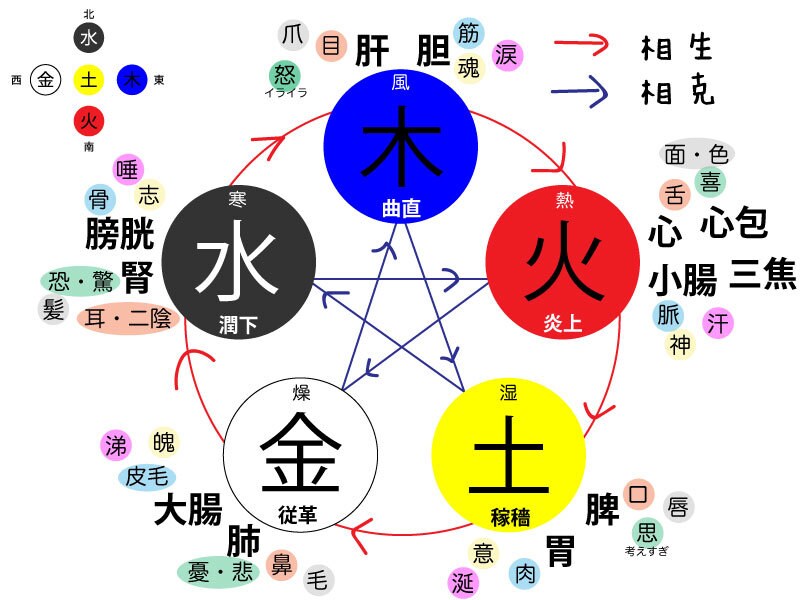 東洋医学の基礎を教えますます 東洋医学講座をビデオチャットで教えます イメージ1