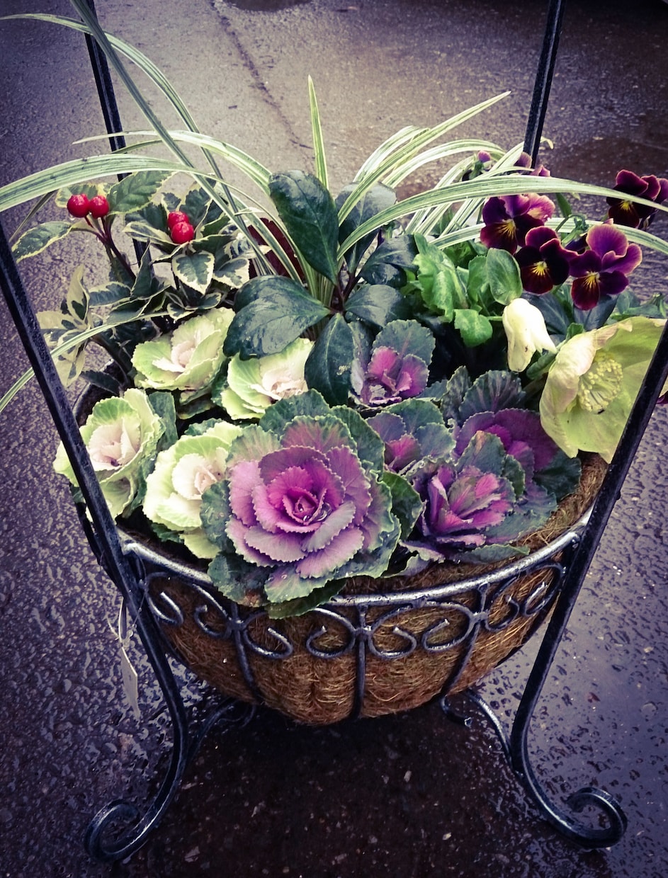 寄せ植えの作り方教えます 実際に制作していた側の視点でアドバイスさせていただきます。 イメージ3
