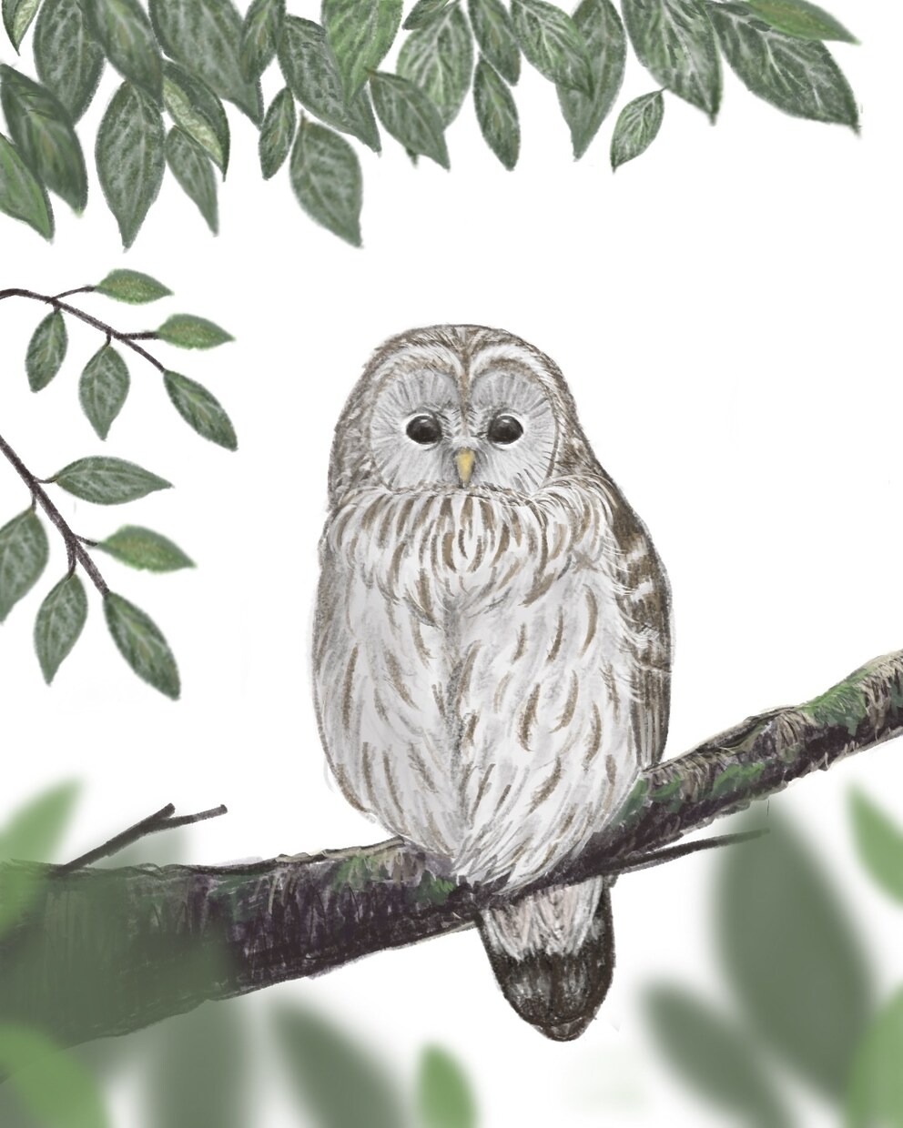 商用OK！鳥専門♪色鉛筆の風合いで可愛く描きます 柔らかなタッチと淡い色で癒しを♪心和む一枚を描きます♪ イメージ6
