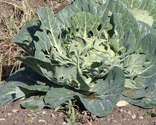 畑につく虫などから農薬を選択します 殺虫 殺菌剤を適用内から選択致します イメージ3