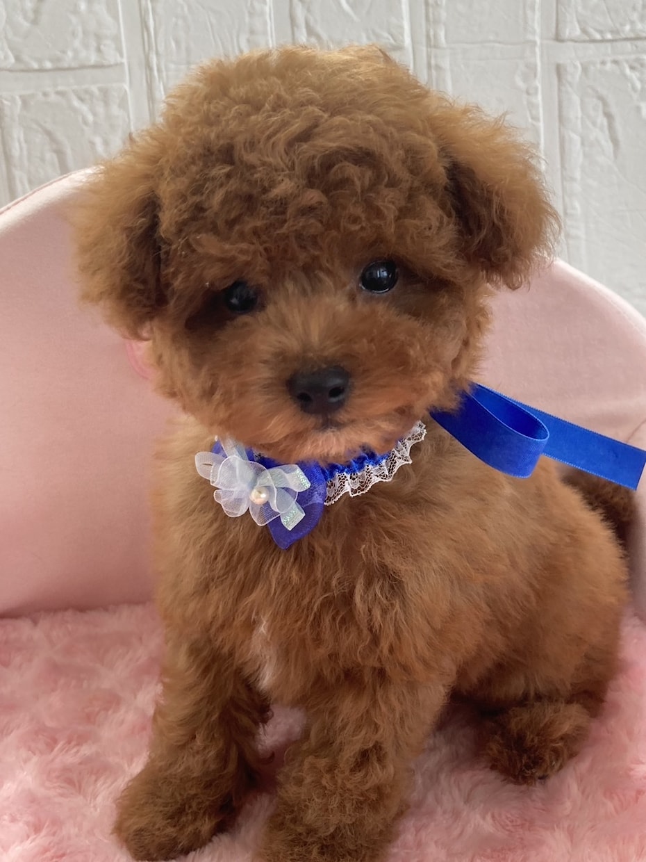 愛犬専用の遠隔ヒーリングします 愛犬にやさしい癒しを届ける遠隔ヒーリング イメージ1