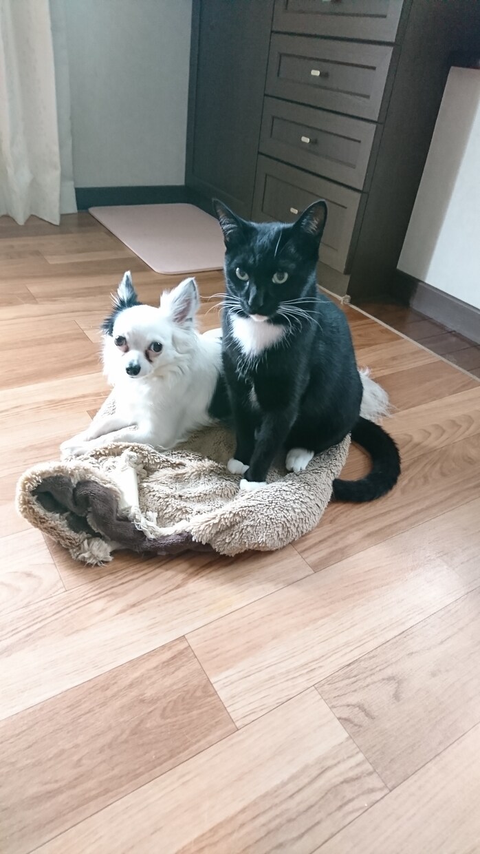 あなたが大切にしている動物の声を届けます もっとペットの子と仲良くなりたい方へ イメージ1