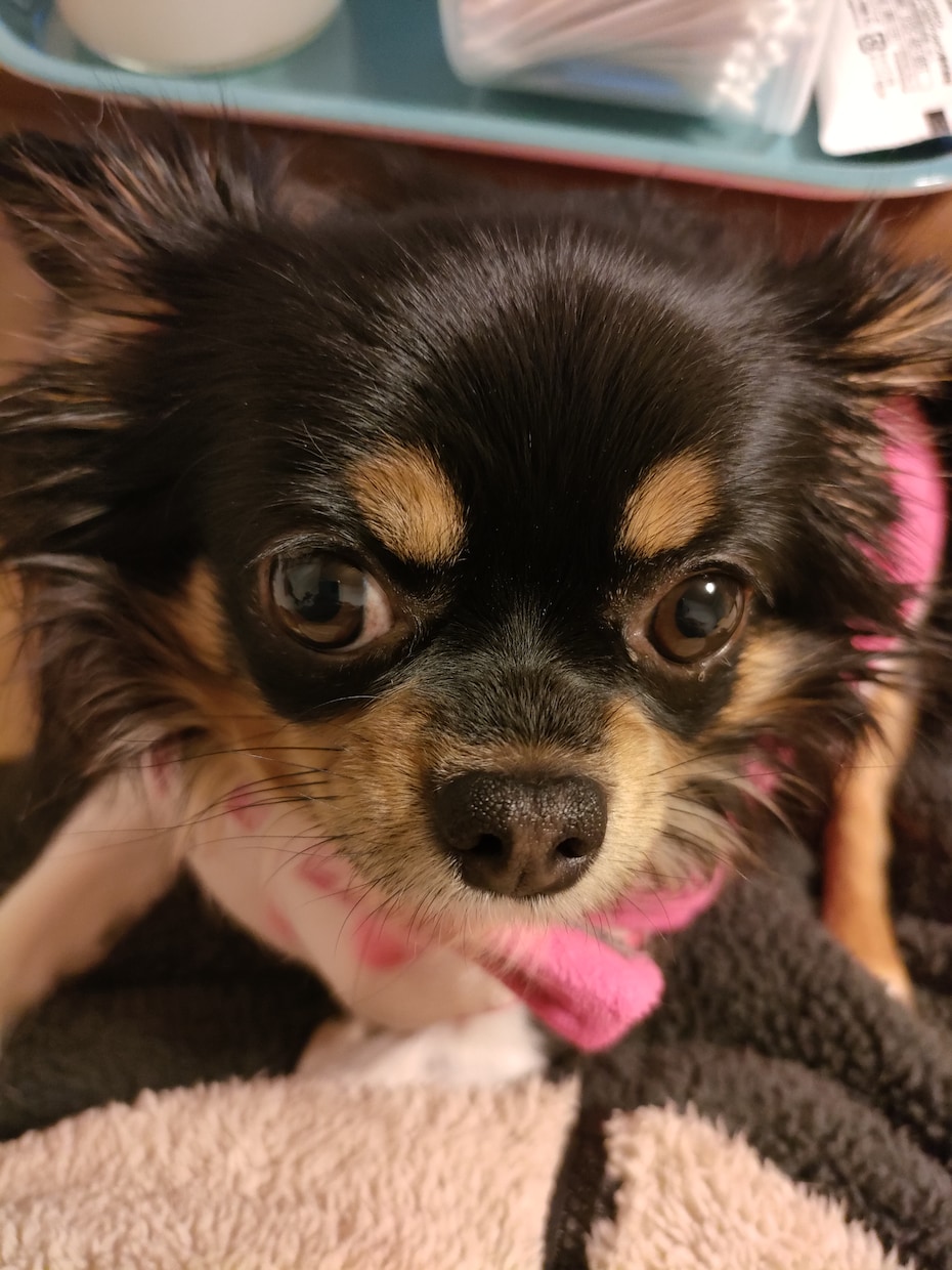 犬　猫　ハムスター鳥ペットの気持ち霊感霊視で視ます 家のワンちゃん猫ちゃんの父親だからこそ愛を込めて占います イメージ6