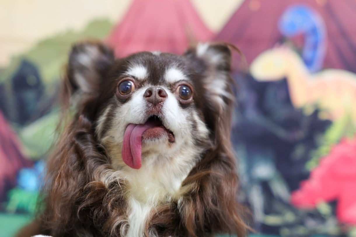 獣医師による犬猫カメのお悩み相談お受けします 犬猫カメの世話や健康等のご質問に寄り添ったアドバイスをご提供 イメージ1