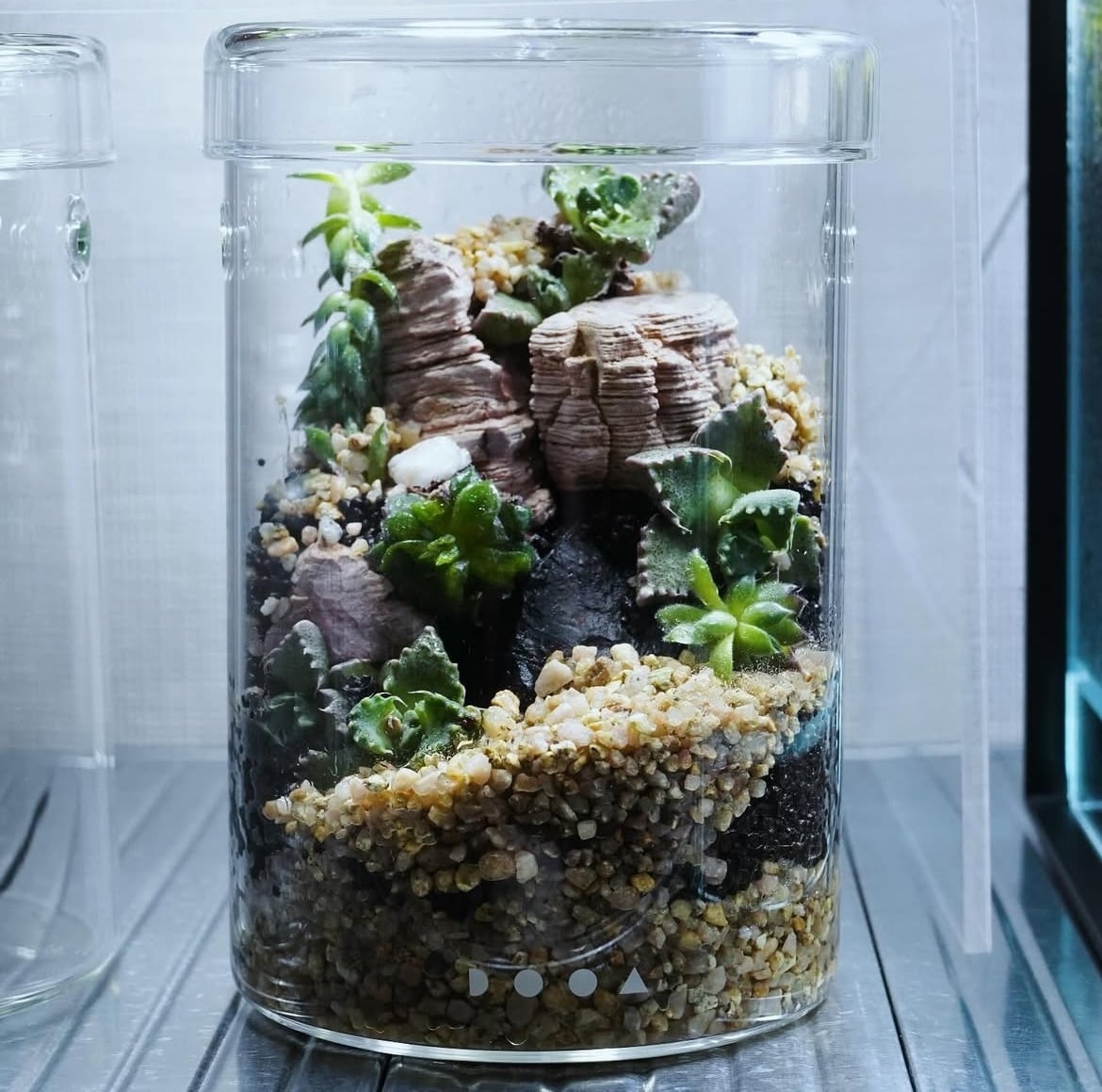 パルダリウム・テラリウム・苔リウムを作成します パルダリウム・テラリウム・苔リウムを作成します。 イメージ1