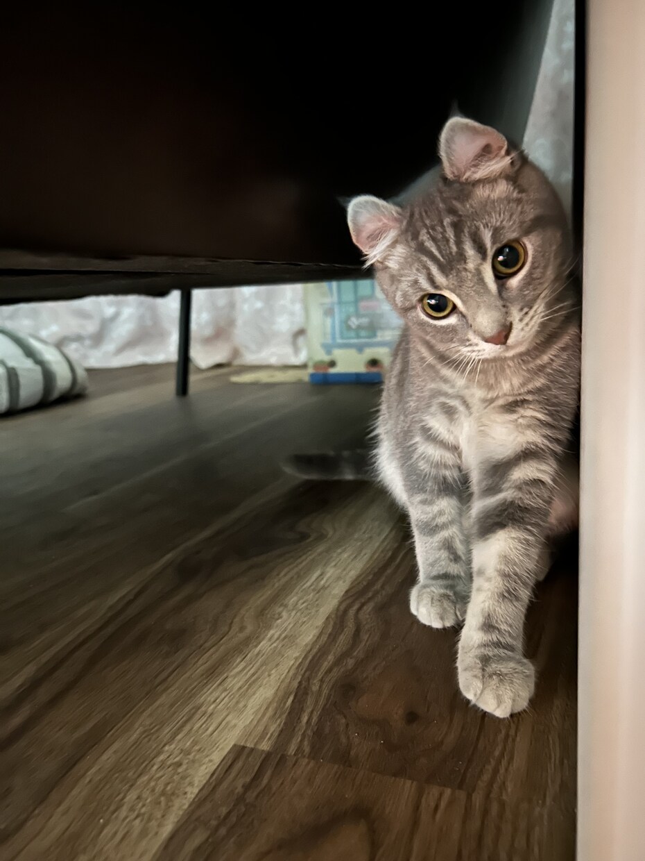 猫のぽむちゃんがあなたの話し相手になります 猫ちゃんとお話しして癒されていきませんか？ イメージ3