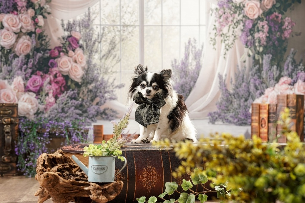 初心者歓迎♪愛犬写真のお悩みにプロがお答えします 愛犬カメラマン歴15年。設定や撮り方などアドバイスします！ イメージ10