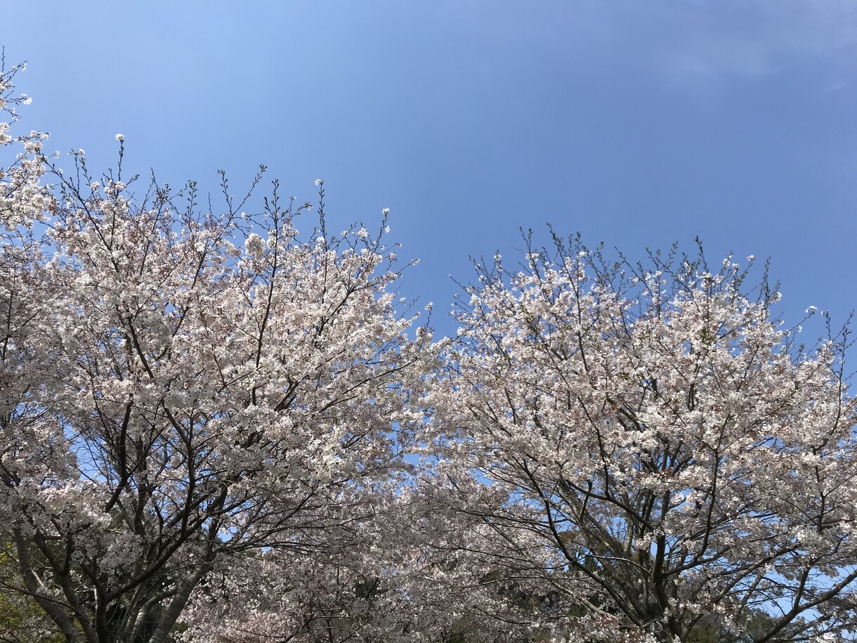 コロナの不安やストレスお電話であなたのお話聞きます 1分でも♪辛いお気持ちを安心して話してください イメージ10