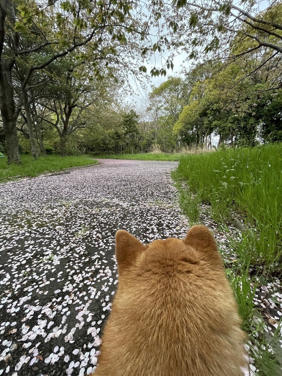 本当の答えはあなたの中に。心の整理、お手伝いします うまく言えなくても大丈夫。ありのままを受け止めます。 イメージ6
