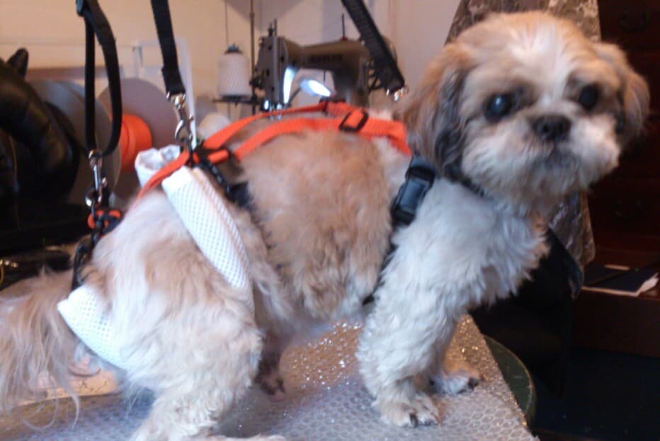 小型の老犬・障害犬の介護ハーネスを製作します 立ち上がり補助や歩行介助の初期から、終末期ケアまで使えます イメージ6