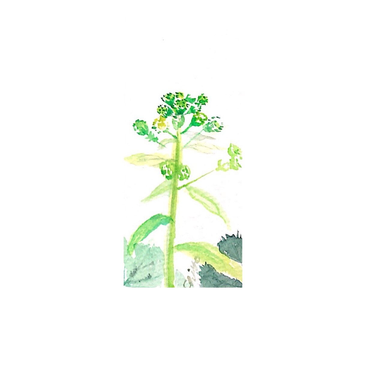 野菜ソムリエが野菜イラスト描きます 経歴　NHKきょうの料理テキスト挿絵など。 イメージ3
