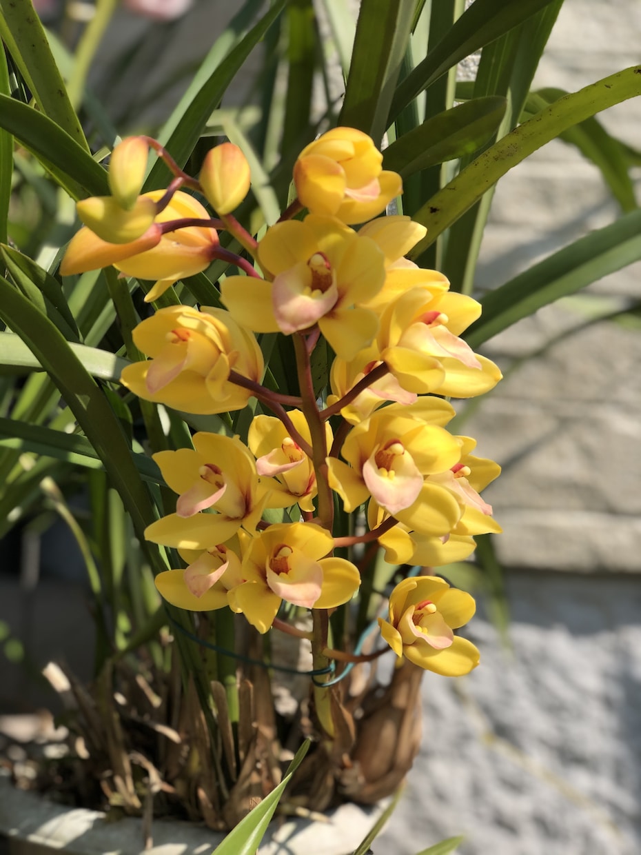 野菜や花の育て方についての相談を受けます 美味しい野菜や綺麗な花を育てるためのお手伝いをします。 イメージ3