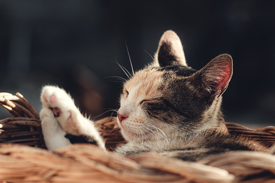 猫被ってることに疲れた貴方へ…その仮面剥がせます 毎日ヘトヘトで溜まっている愚痴や不満なんかを吐き出して下さい イメージ1