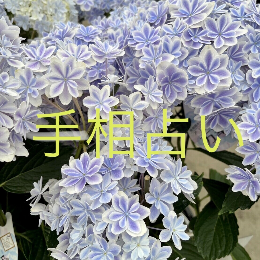 手相からわかること全てお伝えします 手相を見て一緒にドキドキワクワクしましょう！ イメージ1