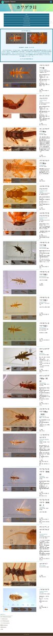 HTML、CSSコーディングできます 対象に合わせたサイト構築を目指します。 イメージ1