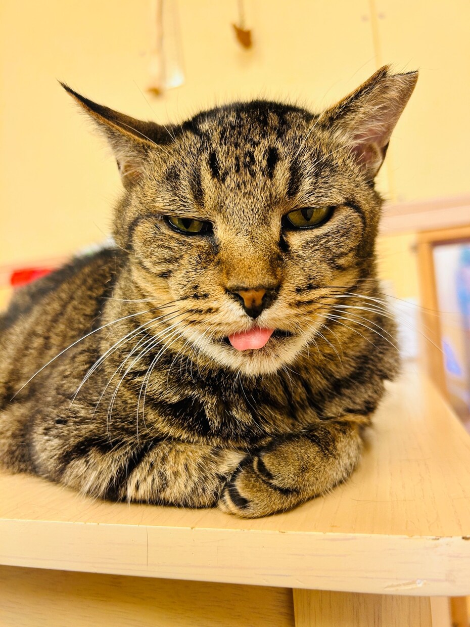 猫に関する相談を動物保護団体代表がお伺い致します 何でもお気軽にお話してくださいね！ イメージ4