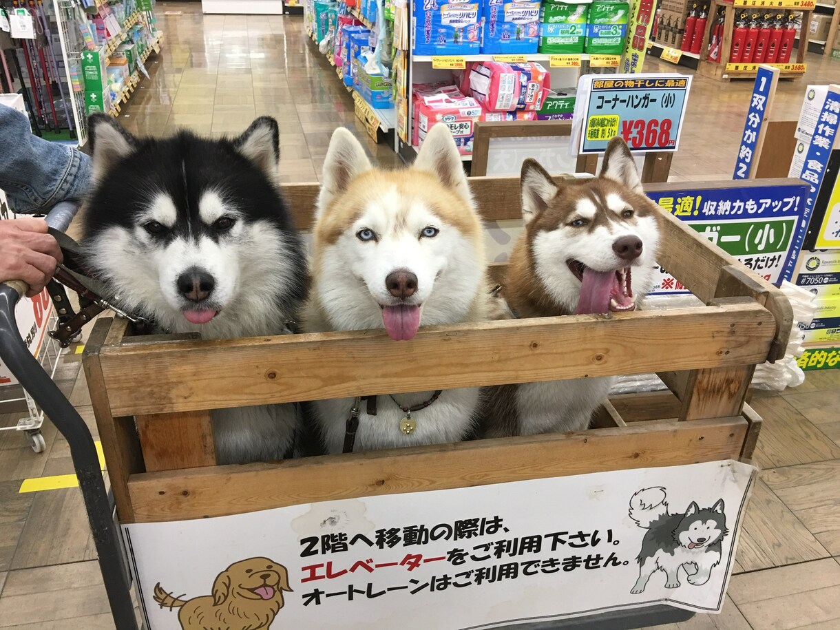 アニマルコミュニケーションをします ペットや動物達が何を考え、何を感じているのかを通訳します。 イメージ3