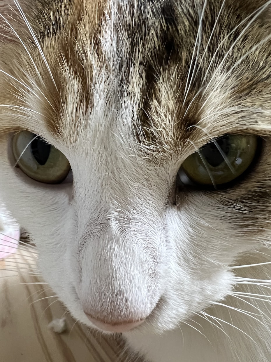 可愛い猫の写真を提供します 5匹のミックスの猫ちゃん達の写真です。 イメージ2