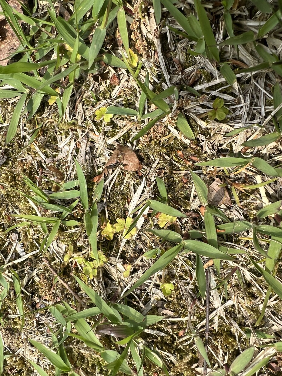 お庭の芝生の雑草を消すアドバイスをします 自宅や敷地の芝生を華麗に保つアドバイスをします。 イメージ4