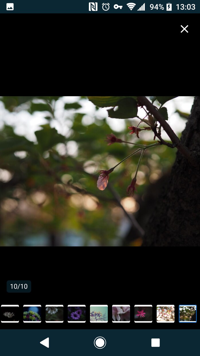 花のおしゃれなオリジナル写真素材を提供します WEBサイト・ロゴ・バナーなどに！4608 x 3456 イメージ6