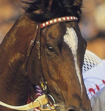 セレクトセール２０２６　当歳の馬体診断を行います 馬体から走る馬を高確率で見抜きます イメージ1