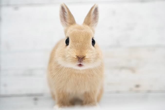 心の悩み 優しくお聞きします 大丈夫、ありのままの自分でいいんです(^^) イメージ6