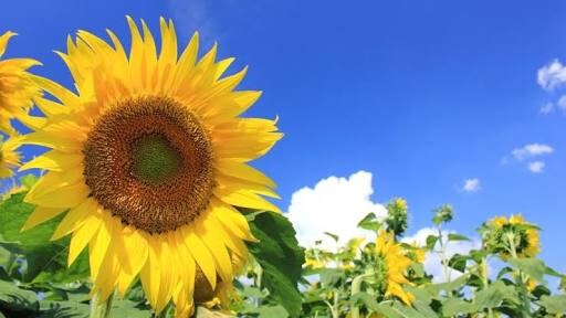 夏休み限定！！この夏のお金の使い方教えます 夏休みだからこそお金の使いすぎは良くない。 イメージ2