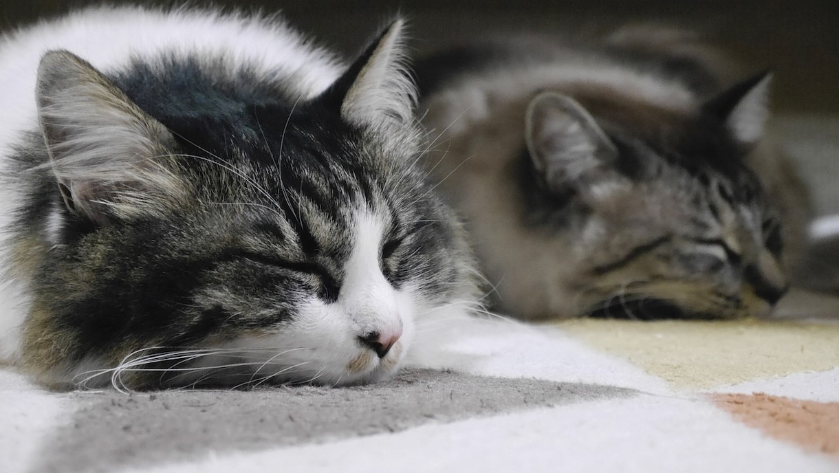 眠りたいのに眠れないあなたに占いで寄り添います 明日が怖くて眠れない方へ。その心の負担を一緒にせおいます！ イメージ1