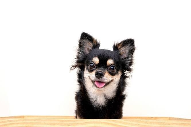 犬、猫ブリーダーコンサルタント致します 犬、猫ブリーダーのコンサルタント、繁殖、販売 イメージ1
