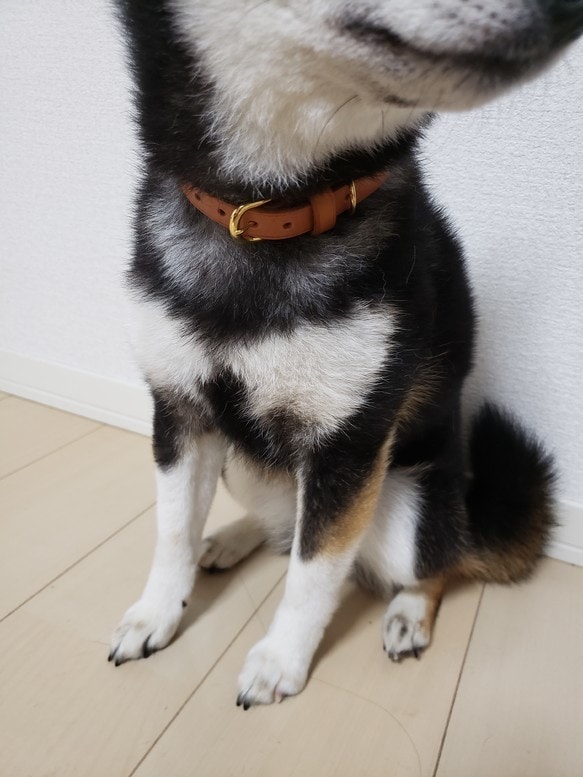 本革ペット用首輪の作成ができます 高級感がありオシャレに見えること間違いなしです！ イメージ2