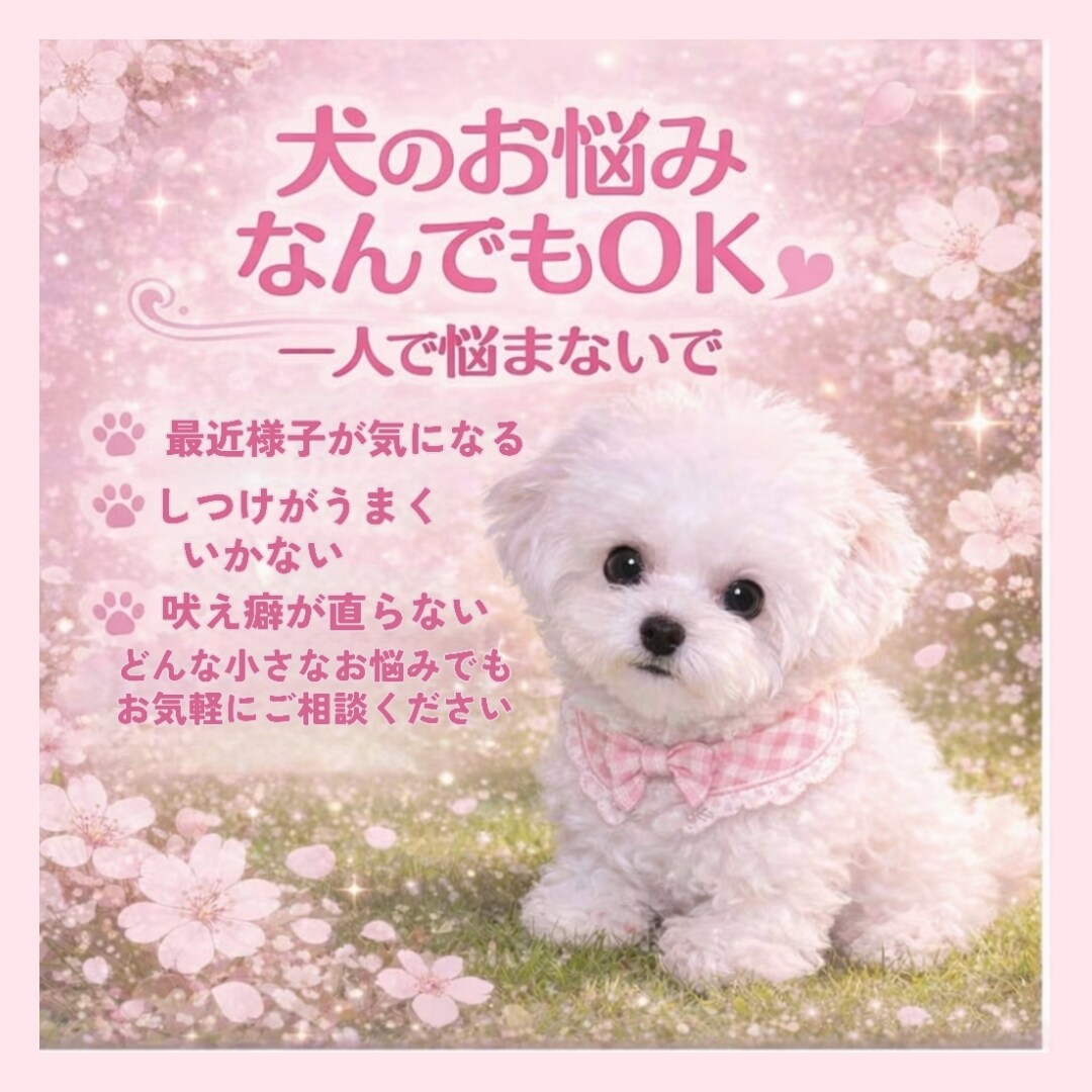 子犬の悩み相談のります 子犬の飼い方・しつけ相談、なんでもOK イメージ1