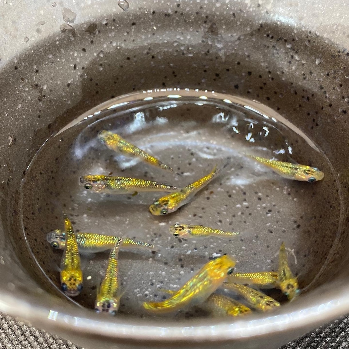 ペットショップ店員がメダカの飼育お答えします 飼育の相談お気軽に！病気の相談も可 イメージ2