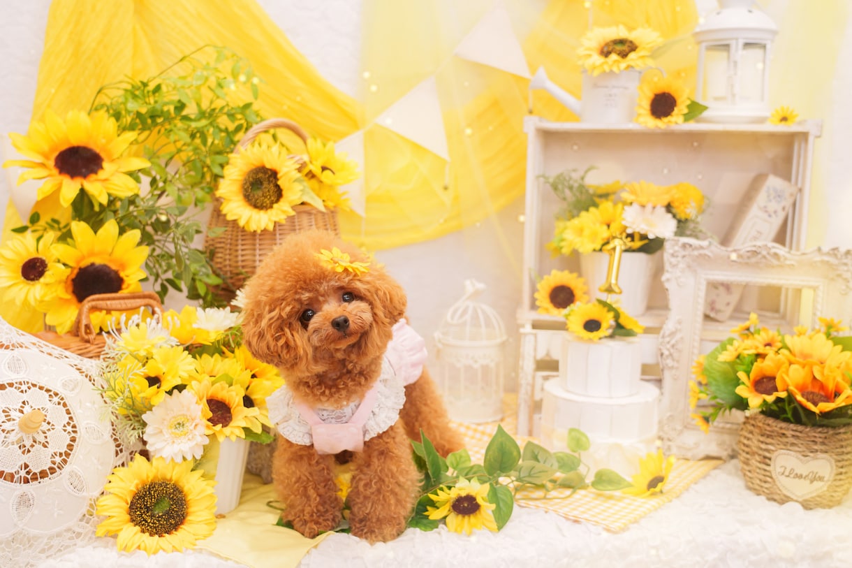 ペットの可愛い姿を残します 日常から記念日まで幅広くお任せください！ イメージ6