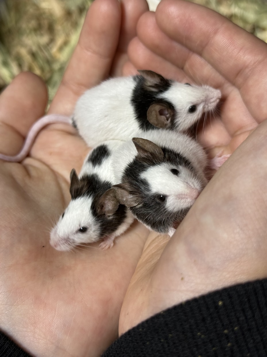 ペットのお悩み一緒に解決します 飼育環境、飼育方法、しつけ、何でも伺います イメージ2