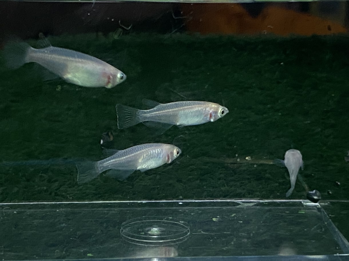 メダカ飼育のお悩み、疑問、質問お伺いします ☘️飼育歴10年以上/電話相談/めだか/餌/水替え/水槽 イメージ9