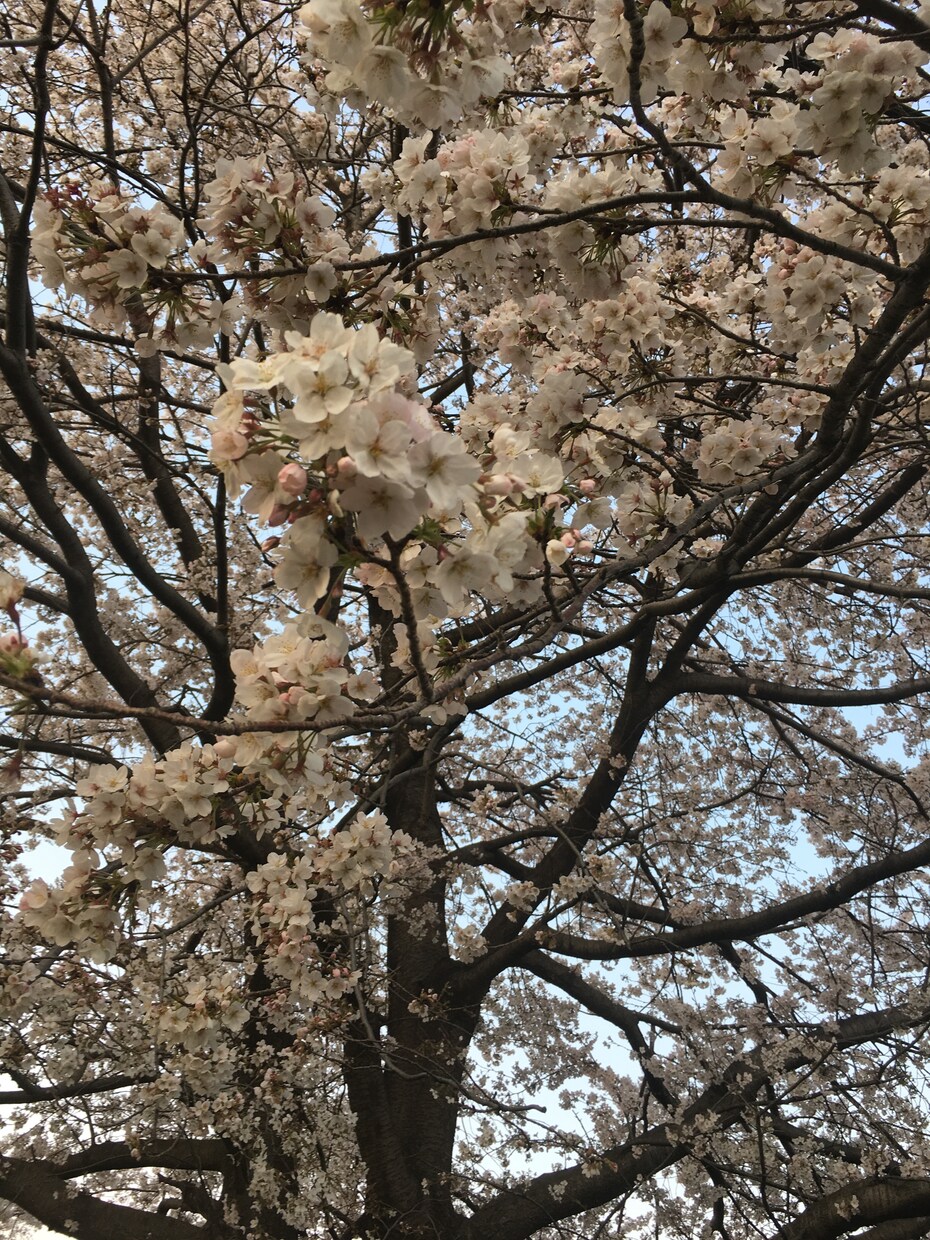 あなたの夢聞きます 誰にも話せないはなしを聞きます イメージ2