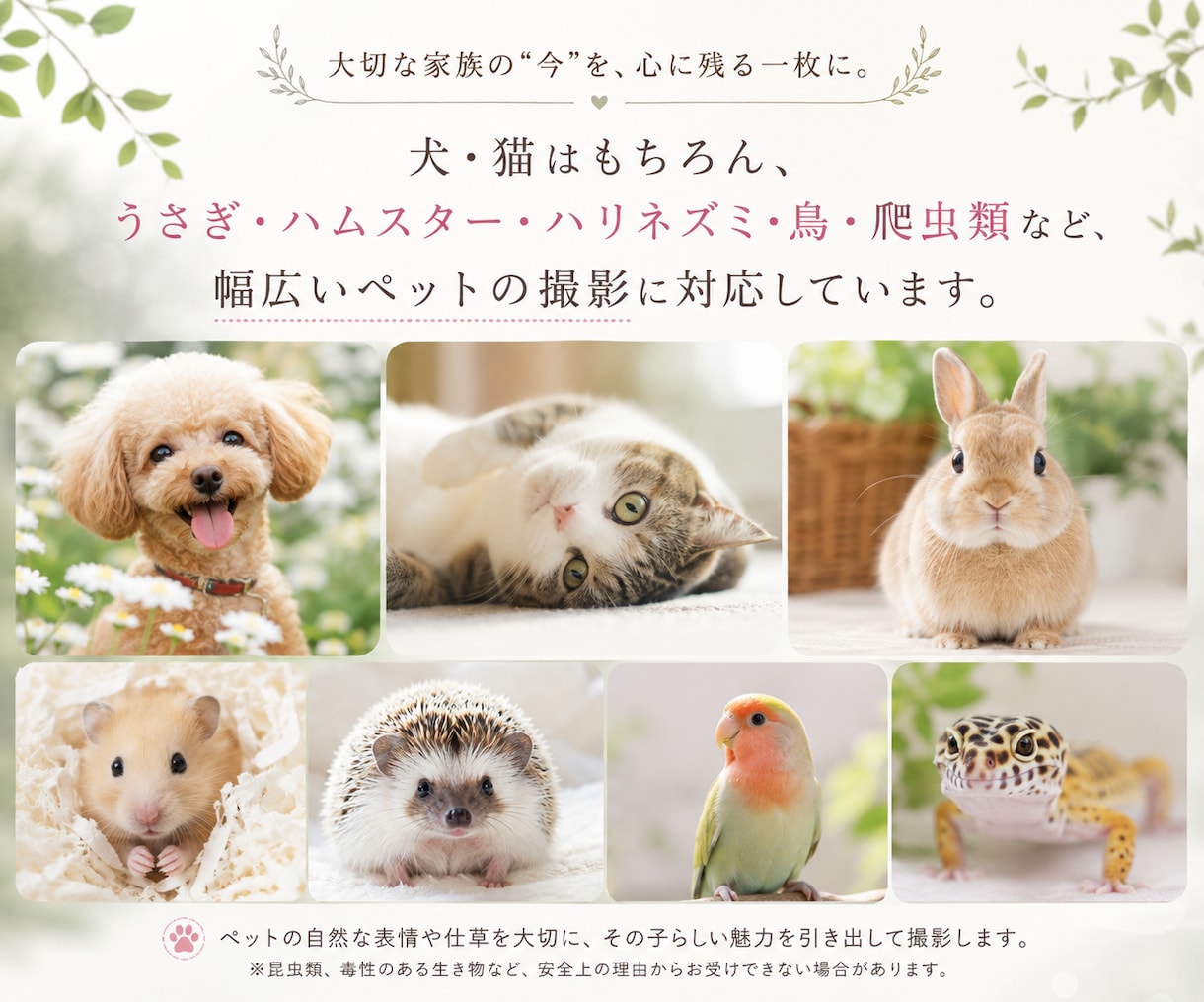 ペット撮影で大切な家族との思い出を写真に残します 犬・猫・小動物・鳥・爬虫類など幅広く対応します。 イメージ10