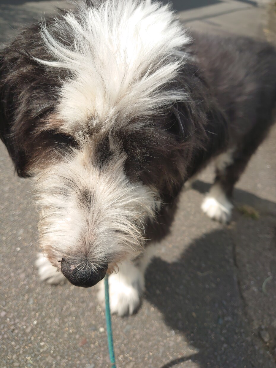 あなたの愛する愛猫愛犬の意識体又は魂と対話します チャネリングで≪マニマルソウルコンタクト≫彼らからの最高愛♥ イメージ10