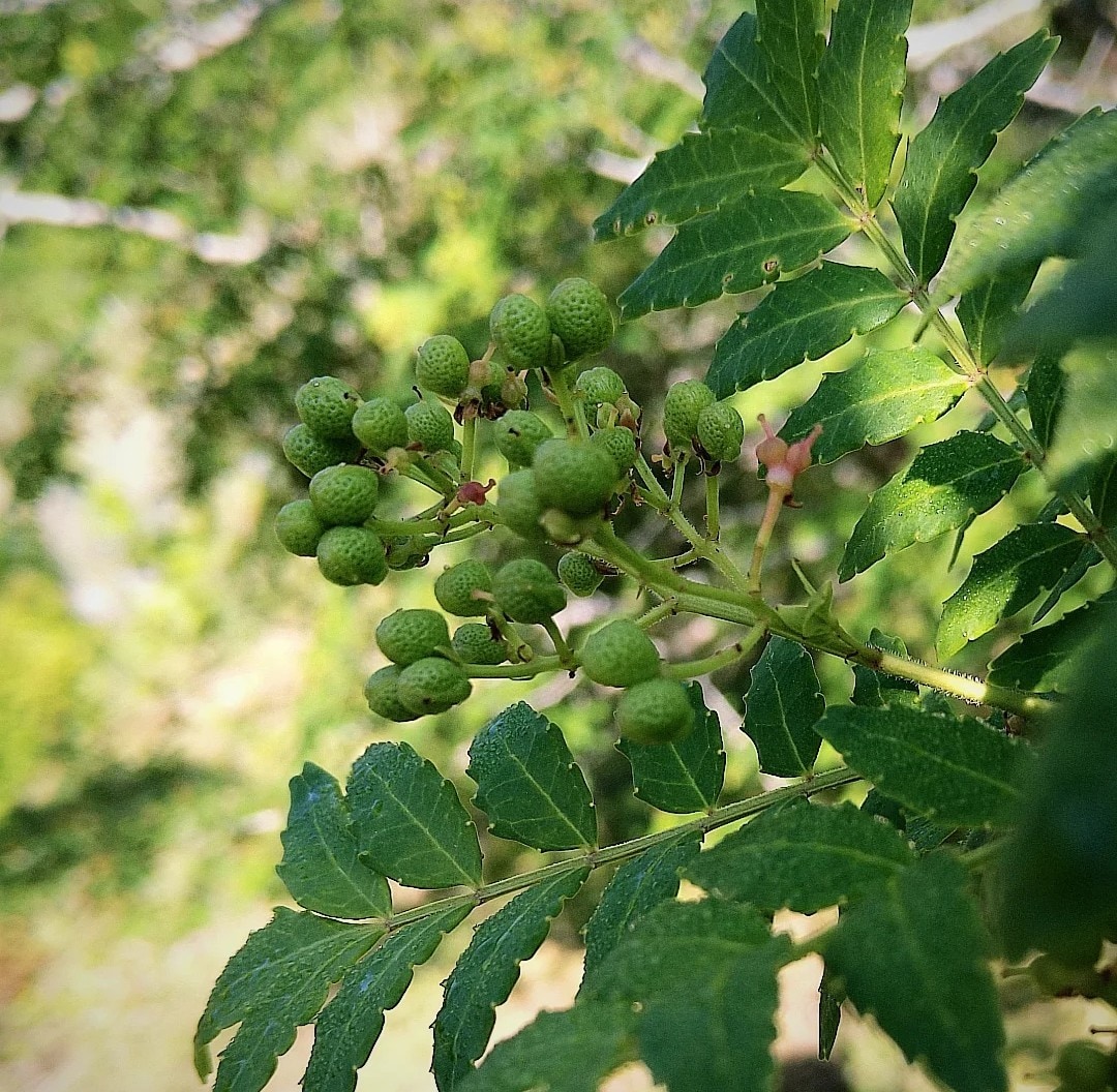 家庭菜園、畑、植木のご相談承ります 野菜、植木農家の経験を活かしサポートします。 イメージ4