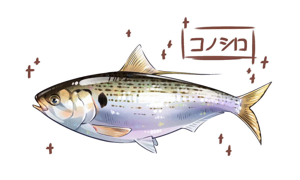お魚のイラスト描きます 釣り好きの私が描きます！マニアックな種類も対応可能！ イメージ8