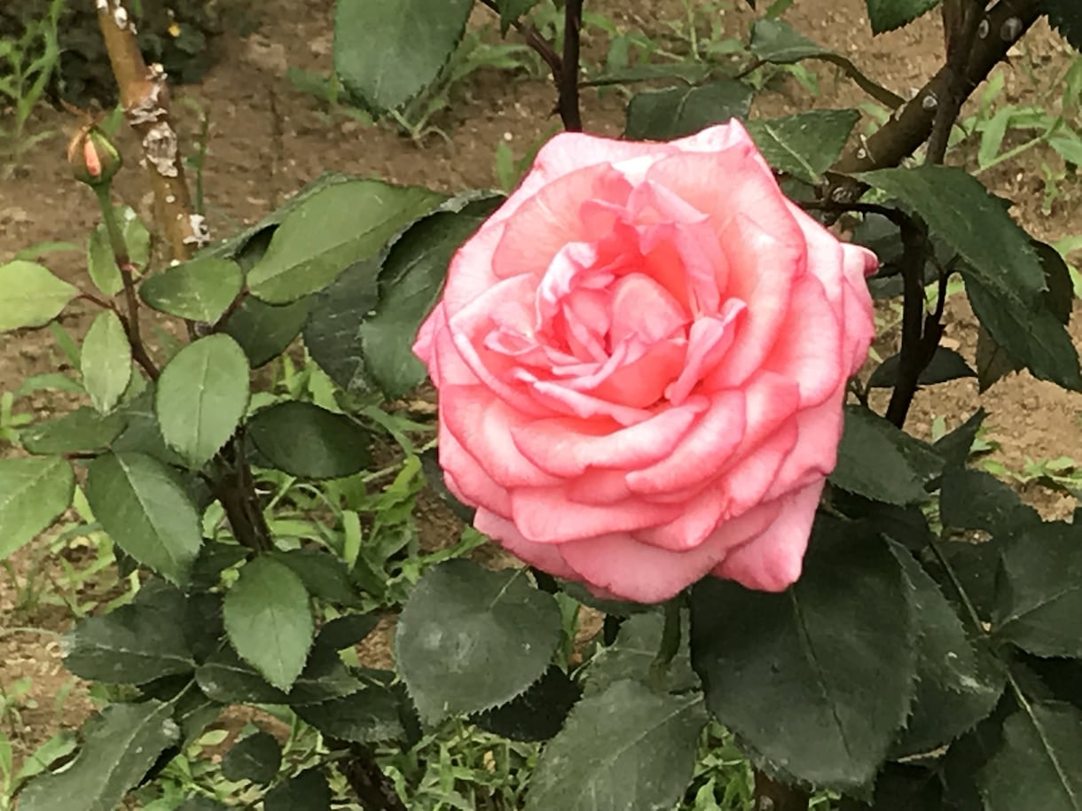 どなたでもお気軽に、タロット占いいたします 恋愛/仕事/学業/自己分析など、気になることを占います イメージ1
