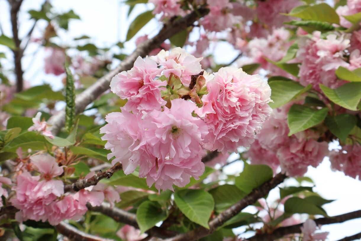 商品の魅力を引き出すお写真撮影します 花や植物、ハンドメイド、化粧品等SNS宣伝用商品撮影承ります イメージ5