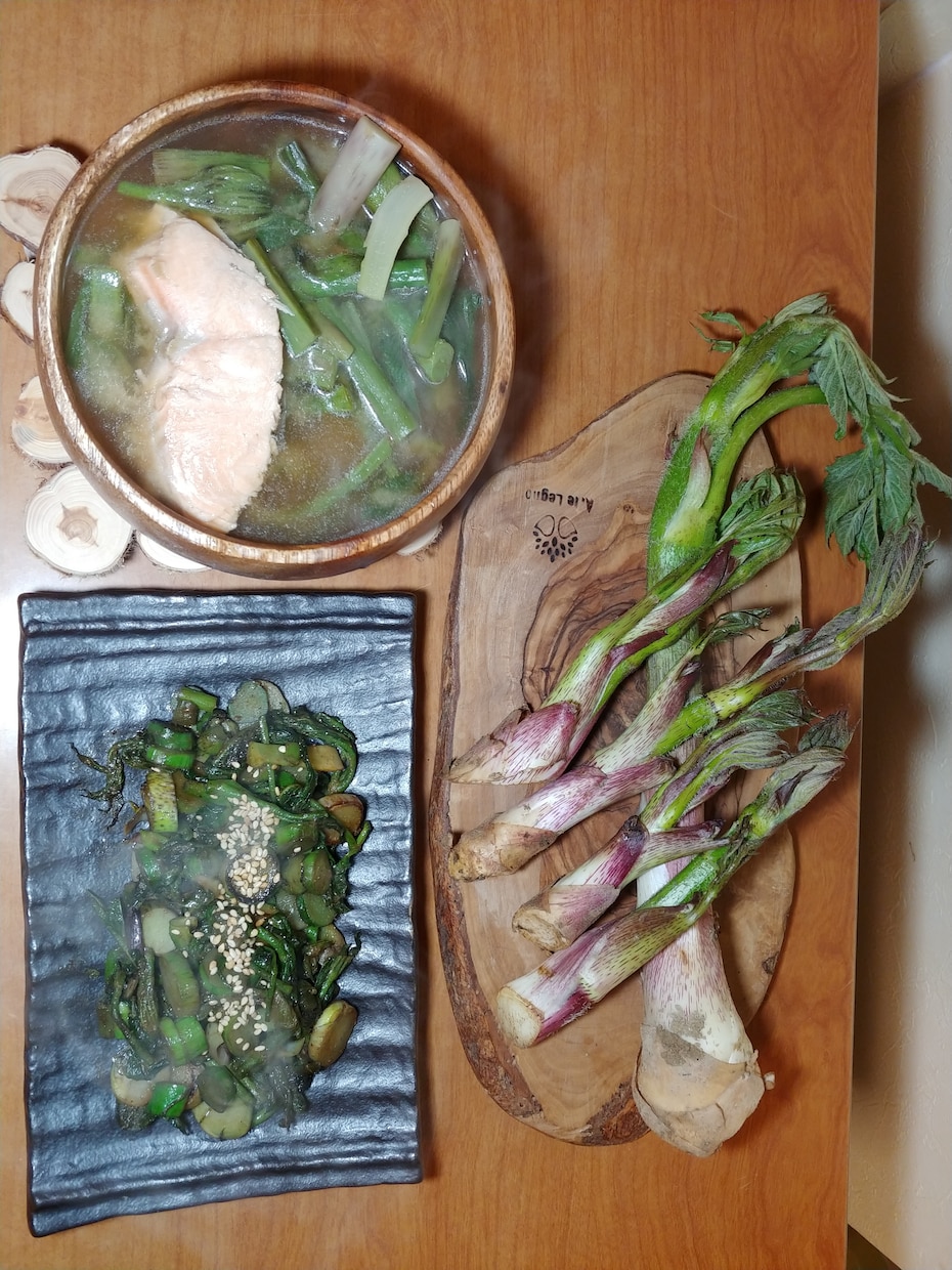 小樽近辺の山菜が採れるポイント教えます アイヌネギ・タラの芽・ウド・その他山菜の情報 イメージ4
