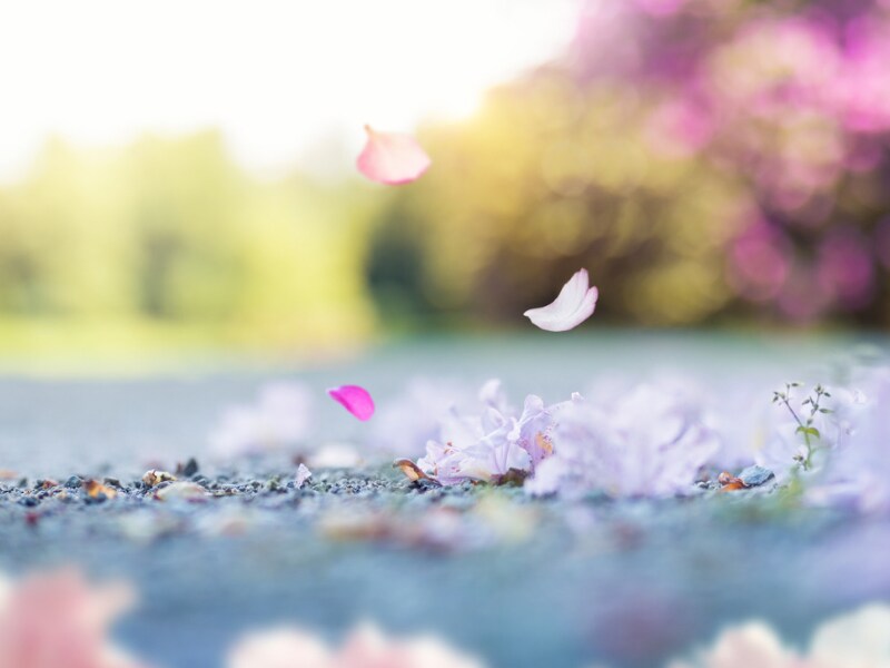 ストレスを抱え傷ついてるあなたのお話し伺います ✿ストレスに苦しみ 生きづらさを感じてる心に寄り添います イメージ3