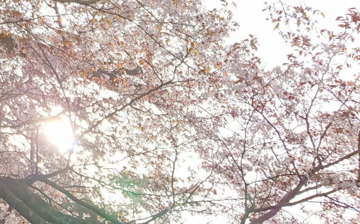 桜ヒーリング◌桜にあなたの心癒してもらいます 時間は戻らない道◦◦日常生活に疲れ迷い願いを持っている方 イメージ1