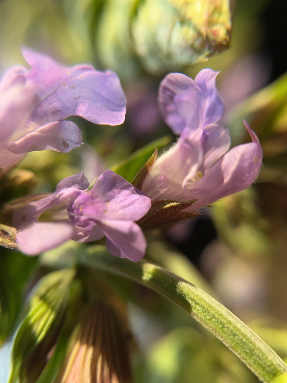 植物、食材を中心に色々な写真を投稿します ミクロの世界への挑戦と探検。まだ見ぬ世界へ。 イメージ10