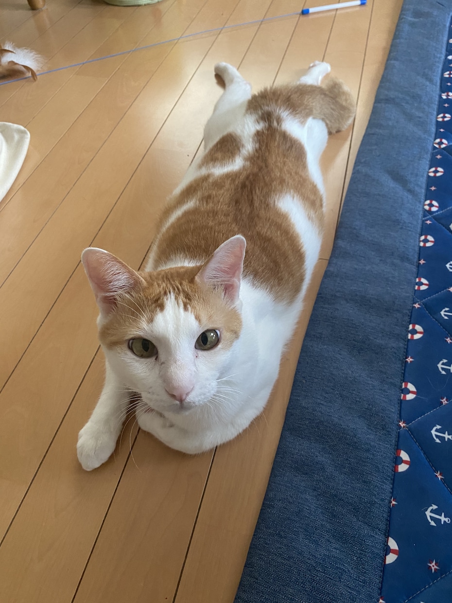お友達感覚でお話ししませんか、心の支えになります HSP、うつ病、強迫性障害持ちの歯科衛生士 イメージ1