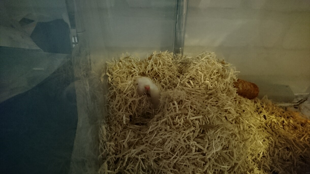 ハムスターの飼い方についてアドバイスします イメージ2