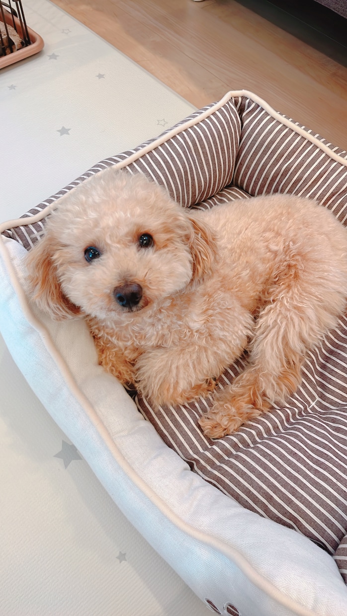 育犬ノイローゼ経験者が飼い主さんのお悩み聞きます 飼い主さんの心が軽くなるサポート/保護犬/わんこ初心者さん イメージ2
