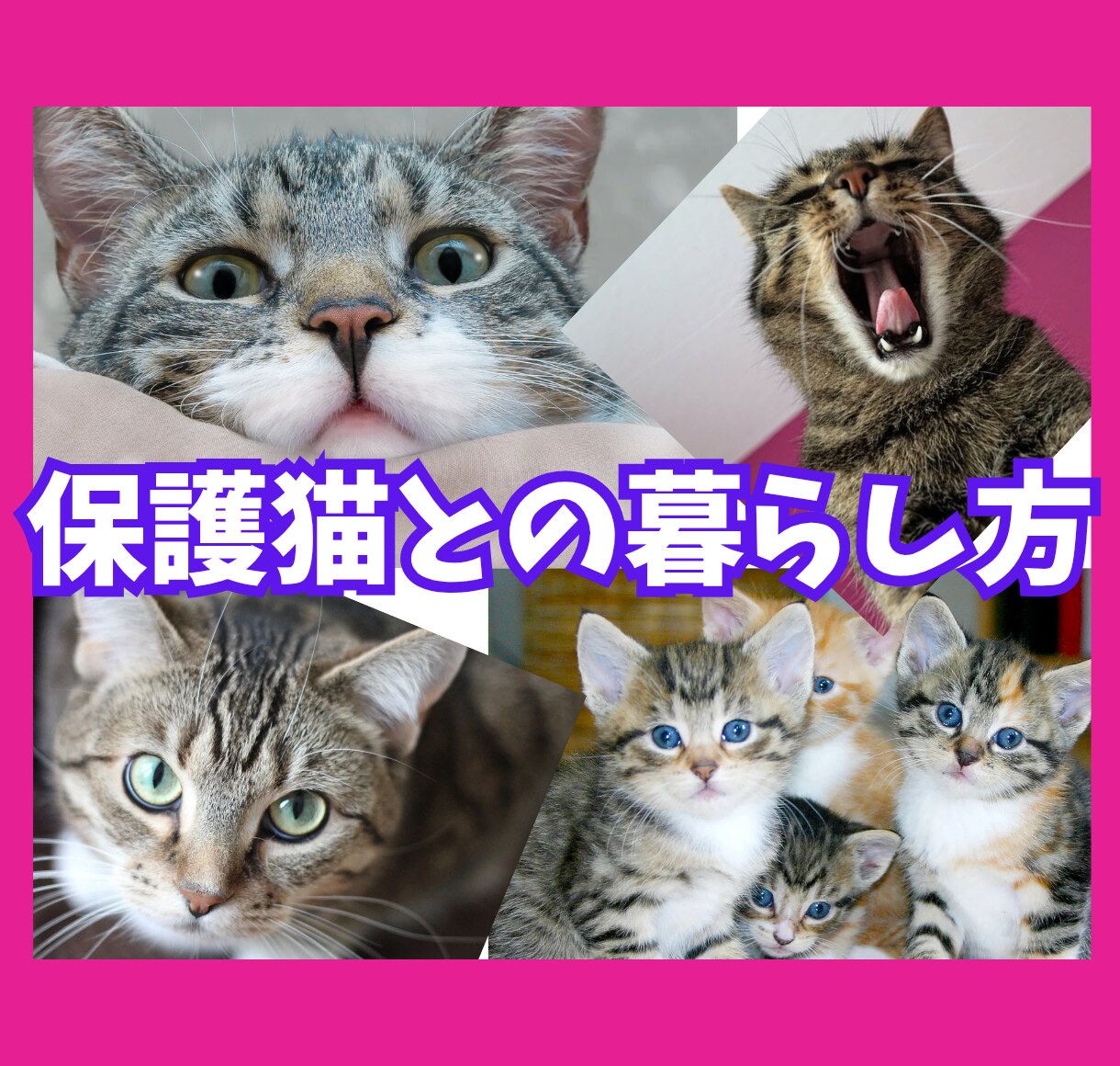 保護猫についてボランティア歴7年の私が教えます 保護猫を飼いたい✨ボランティアをしたい✨疑問にお答えします！ イメージ1